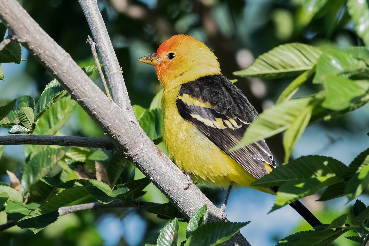 Western Tanager - ML231671221