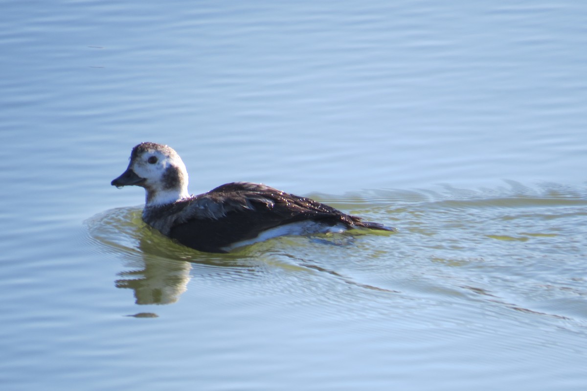 Long-tailed Duck - Emilie Strauss