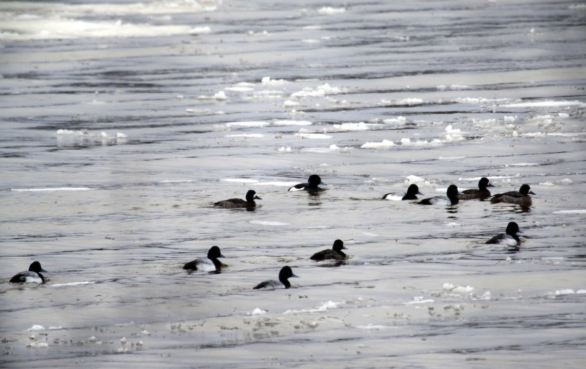 Tufted Duck - ML23167621