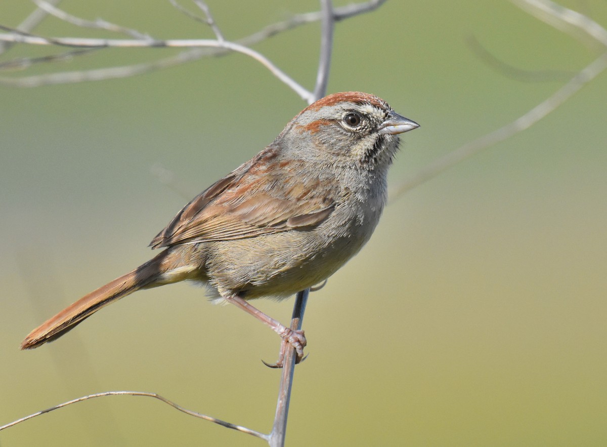 Rufous-crowned Sparrow - ML231678381