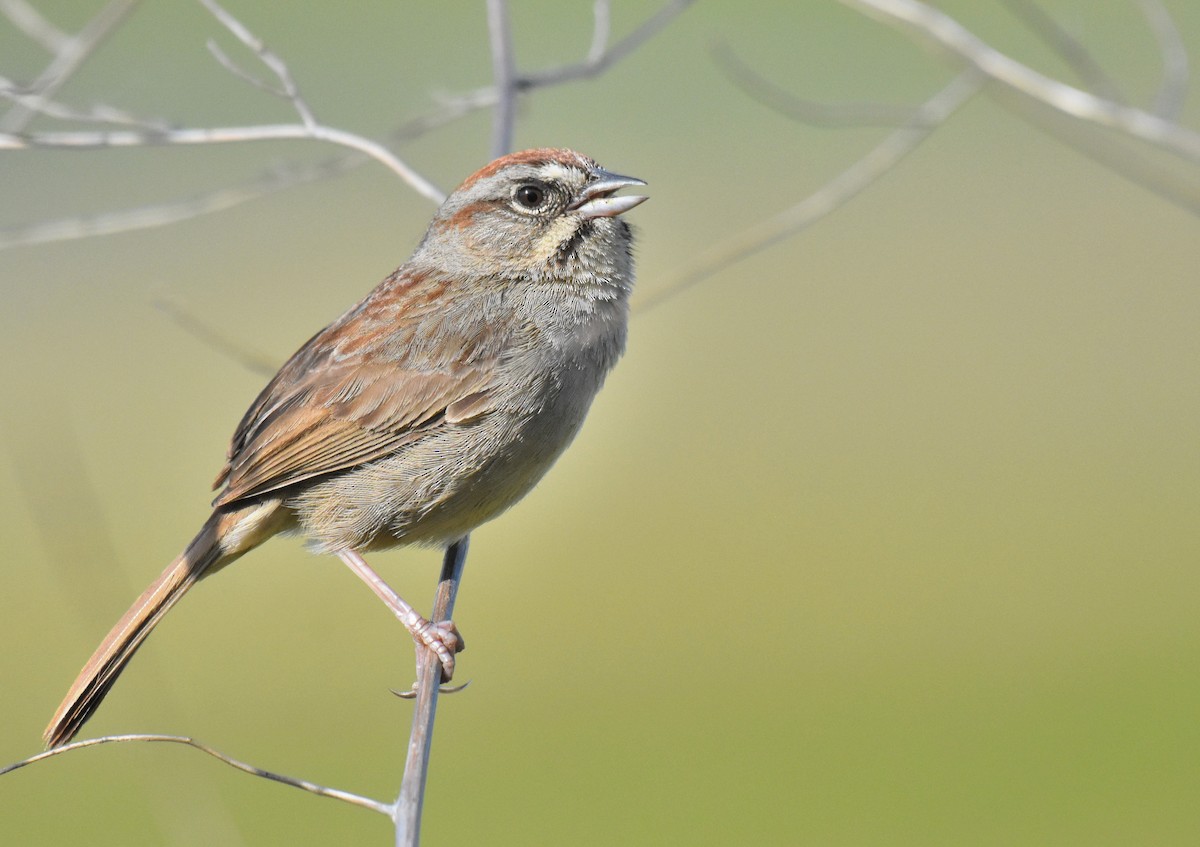 Rufous-crowned Sparrow - Jason Vassallo