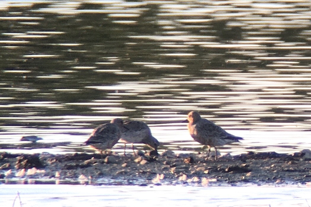 Red Knot - ML231678921
