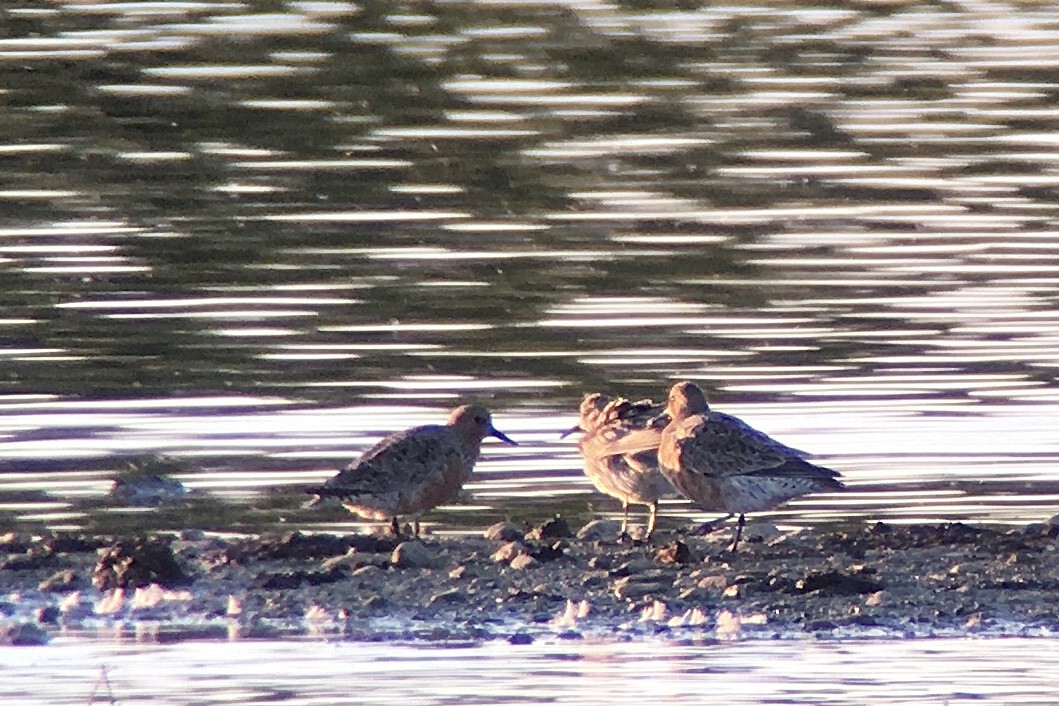Red Knot - ML231678941