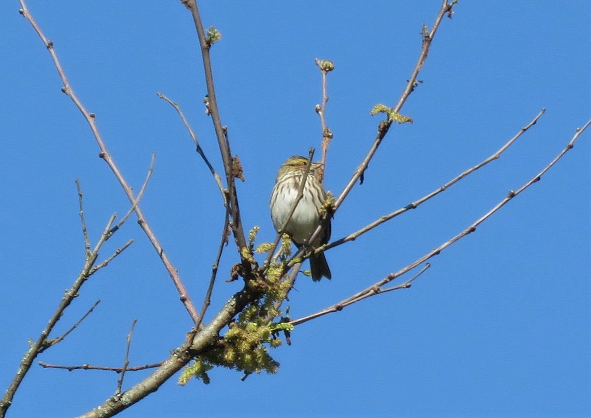 Savannah Sparrow - ML231680991