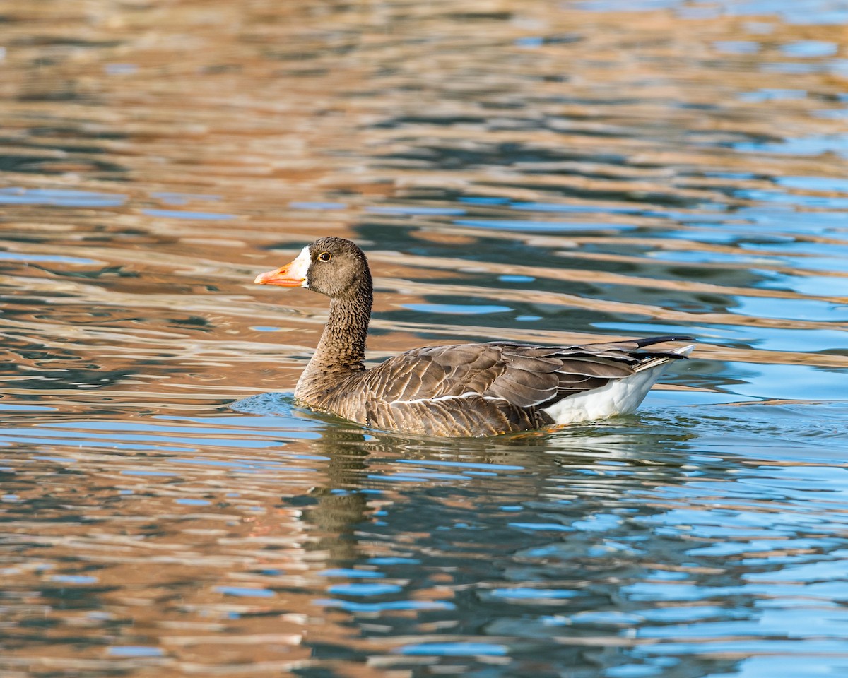 Greater White-fronted Goose - ML231685391