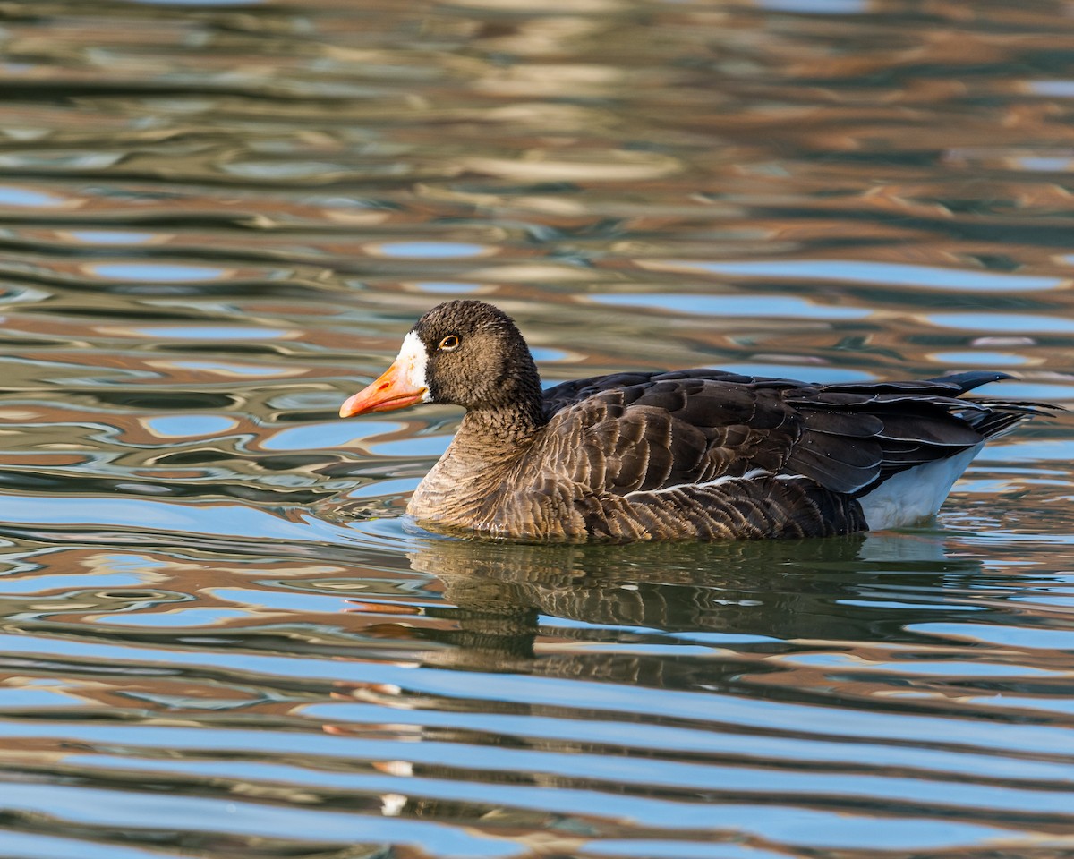 Greater White-fronted Goose - RaDel Hinckley