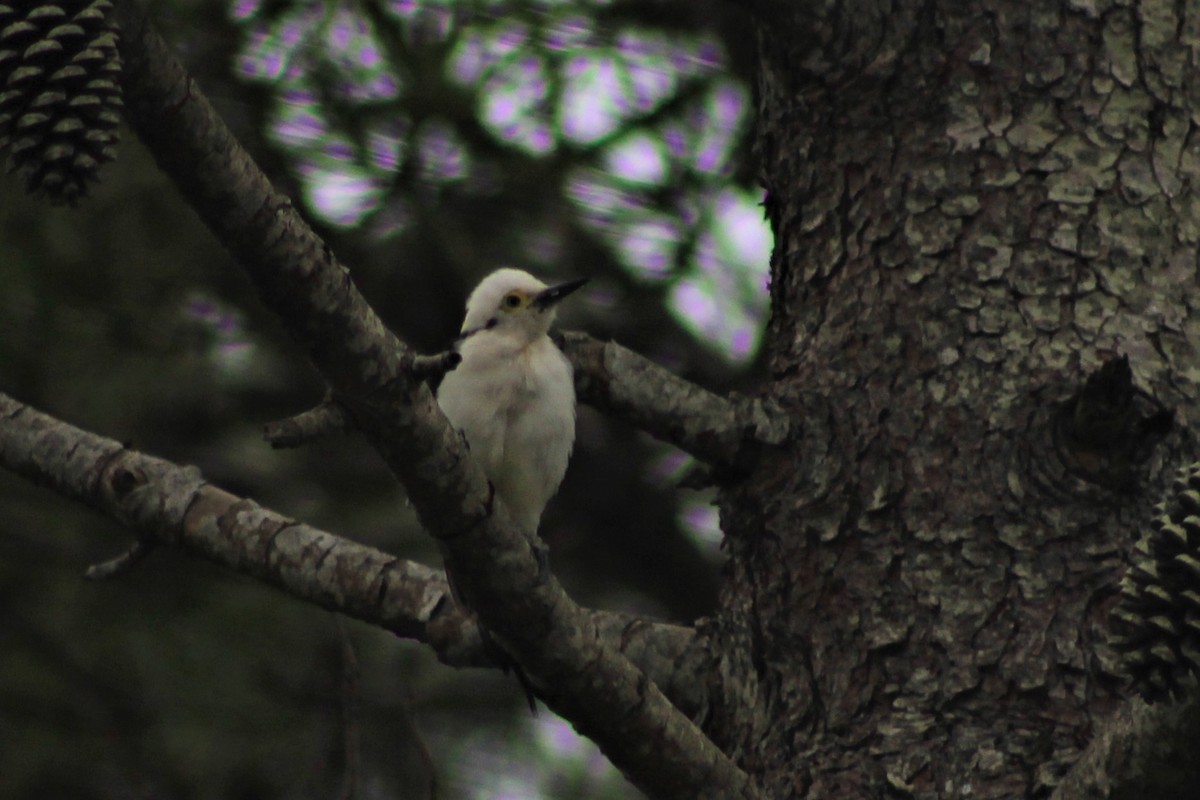 White Woodpecker - ML231690151