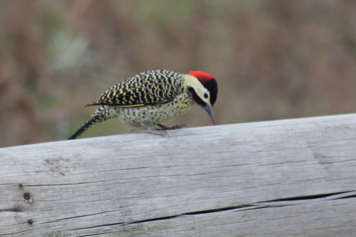 Green-barred Woodpecker - ML231690251