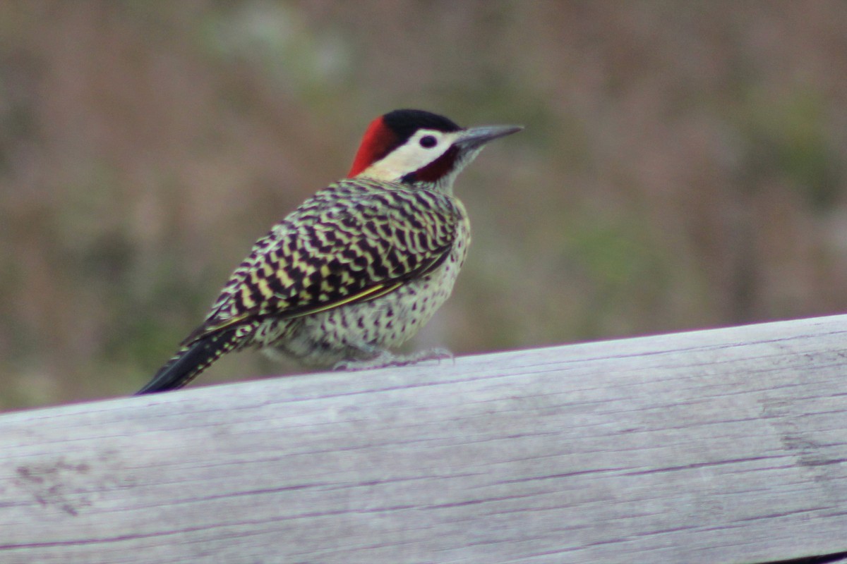 Green-barred Woodpecker - ML231690261