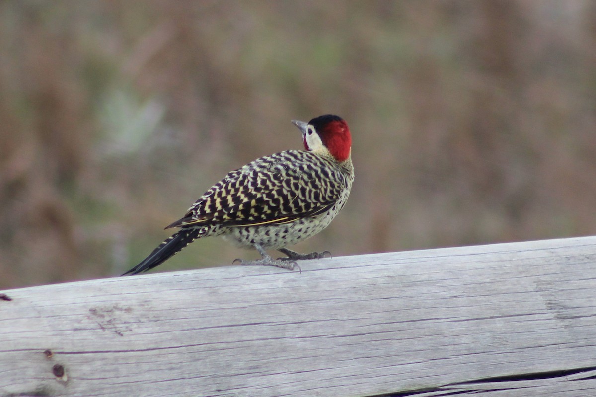 Green-barred Woodpecker - ML231690271