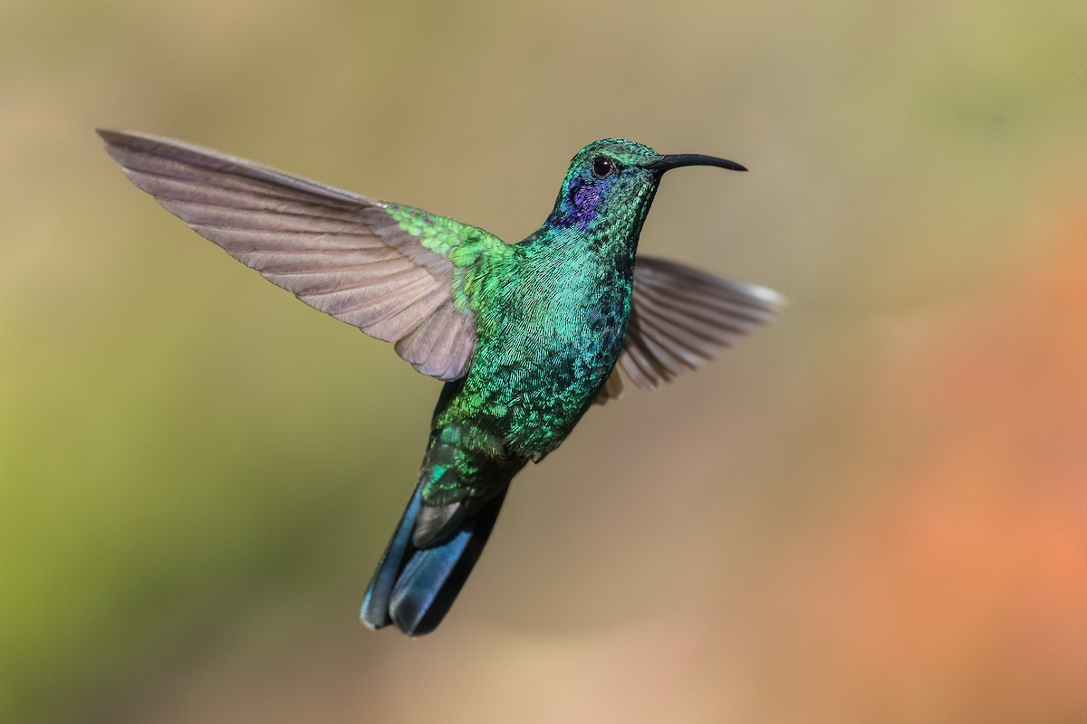 kolibřík modrouchý - ML231690571