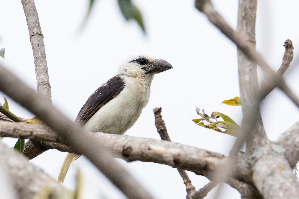 White-headed Barbet (Brown-and-white) - ML231691811