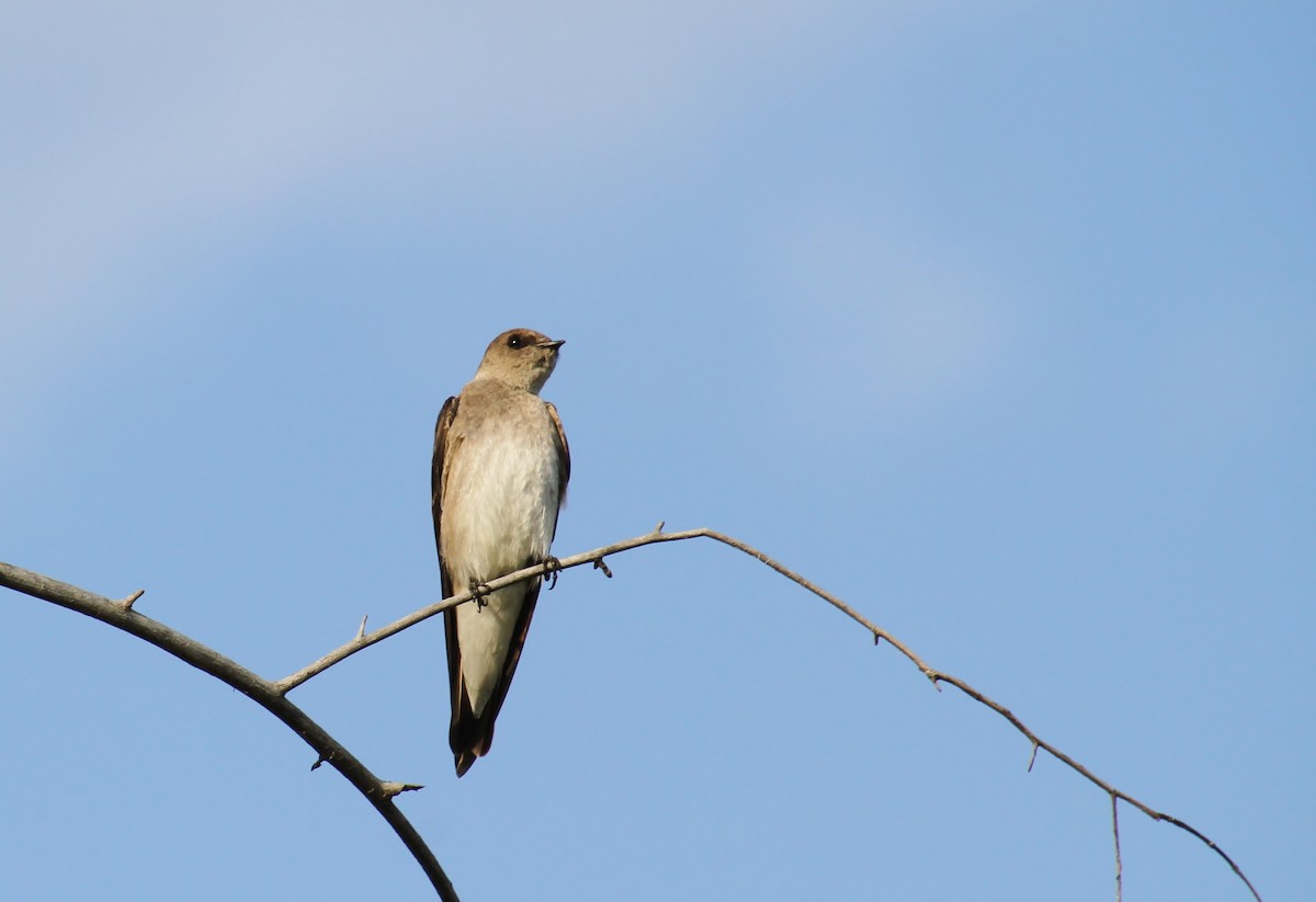 Northern Rough-winged Swallow - Jared Peck