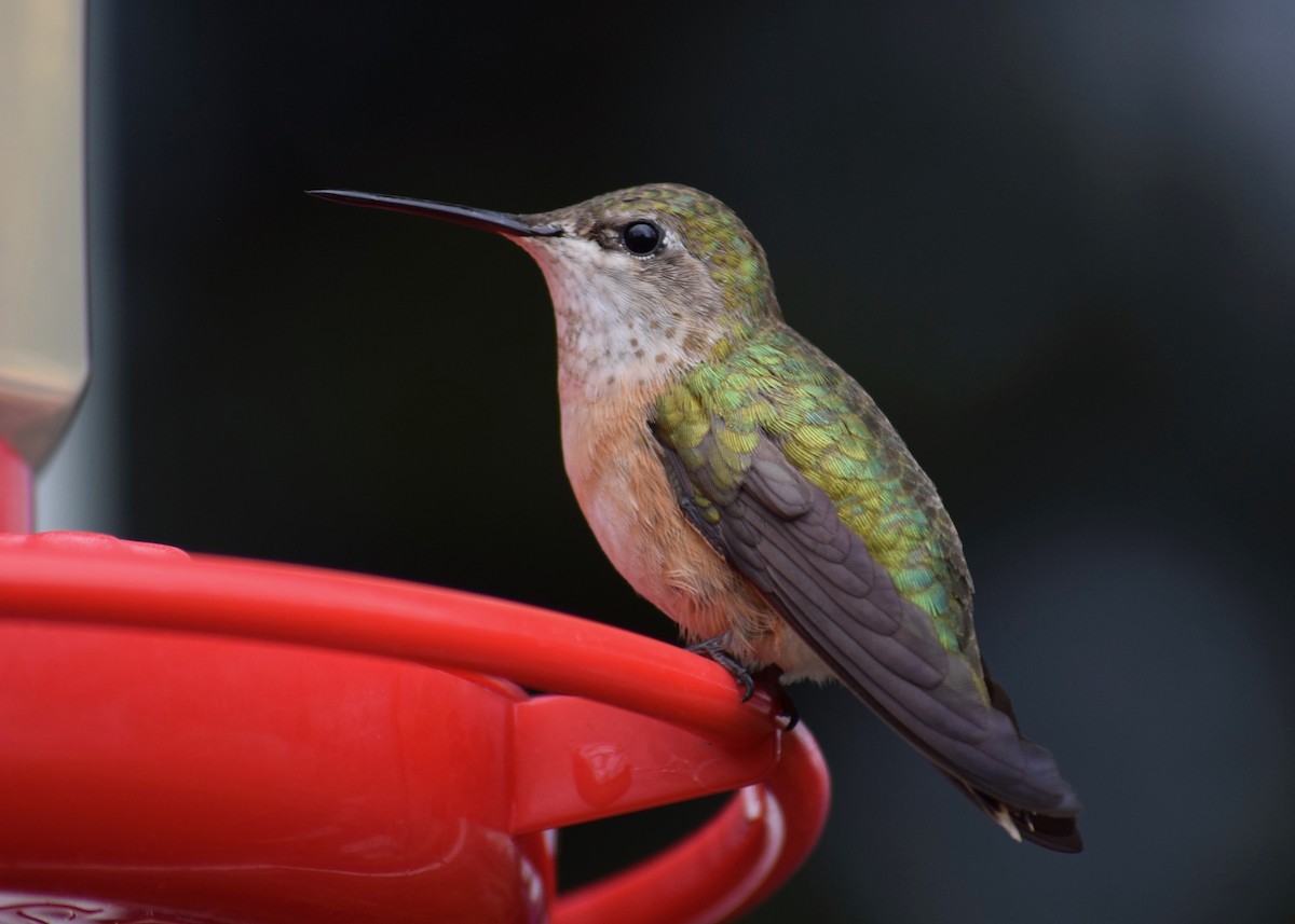 Calliope Hummingbird - ML231697841
