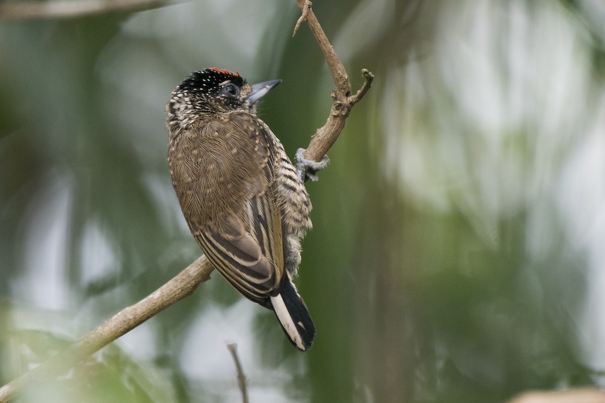 White-wedged Piculet - ML231704461