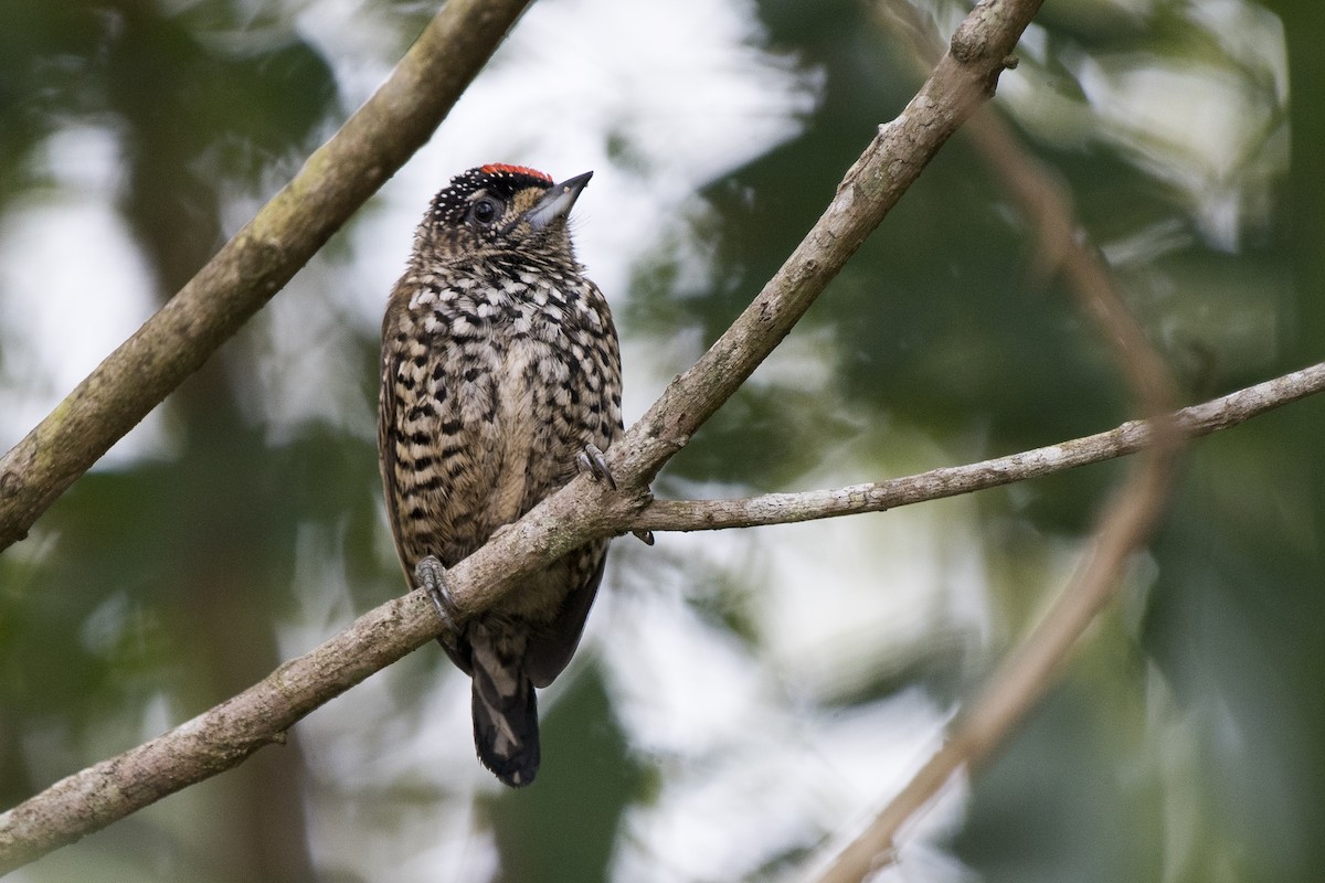 White-wedged Piculet - ML231704481
