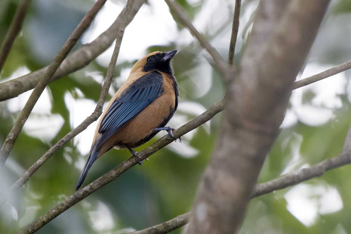 Burnished-buff Tanager - ML231704841