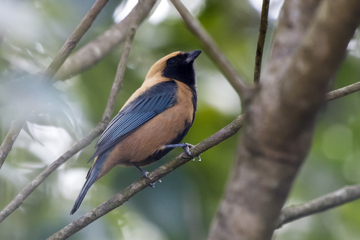 Burnished-buff Tanager - ML231704871