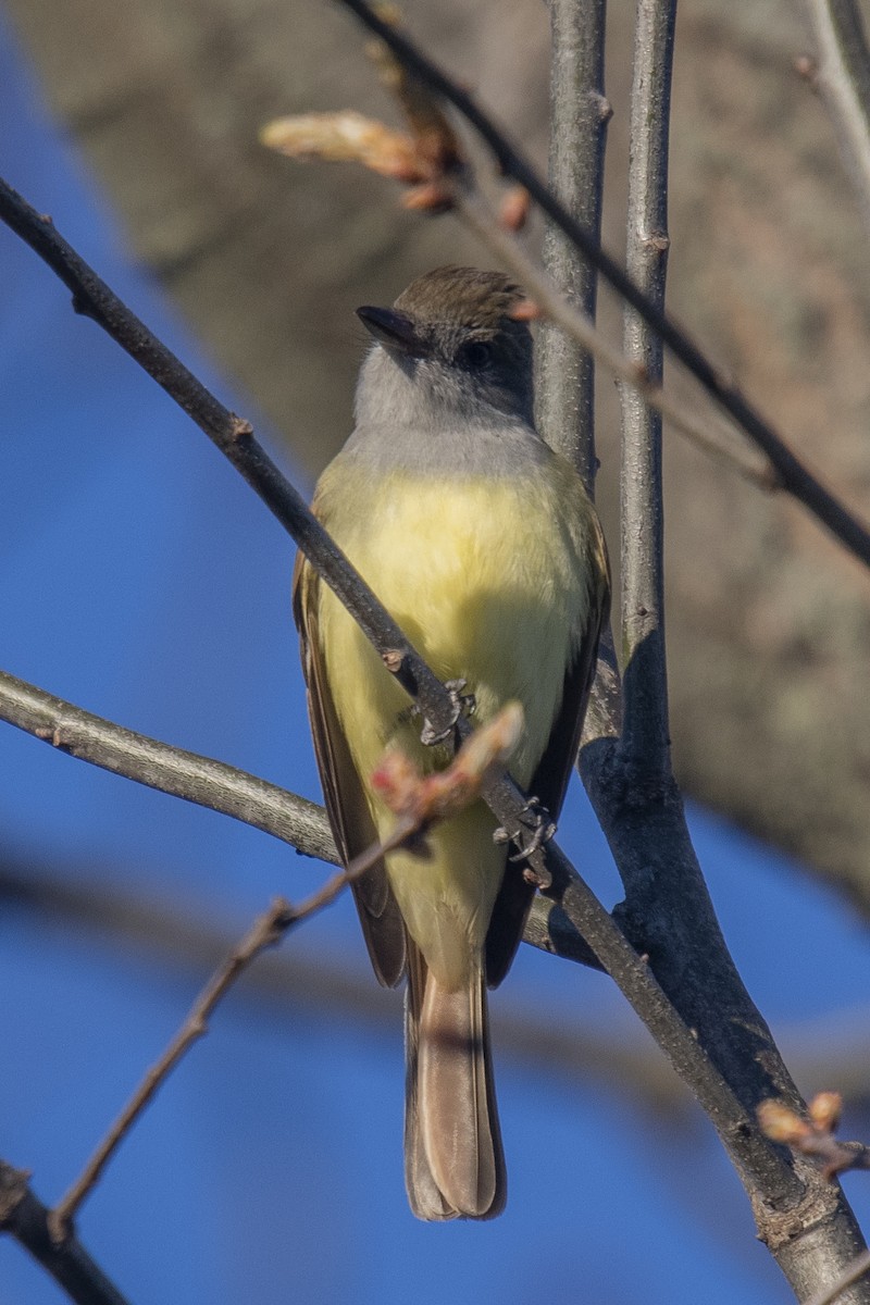 Great Crested Flycatcher - ML231707501