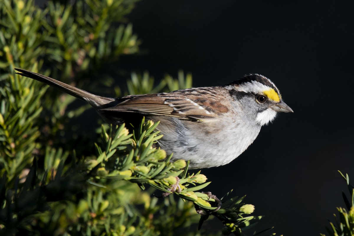 White-throated Sparrow - ML231710101