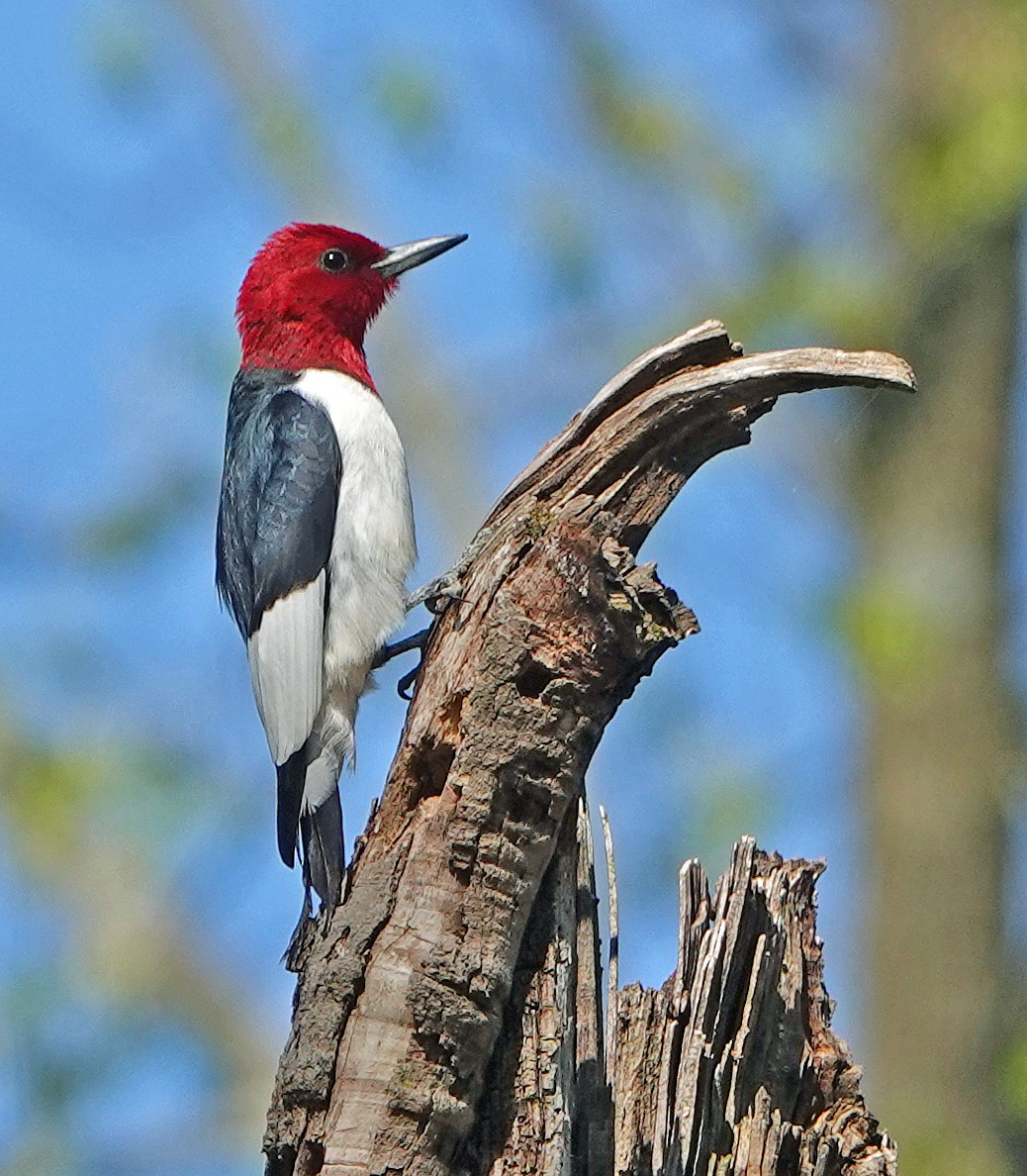 Red-headed Woodpecker - ML231712591