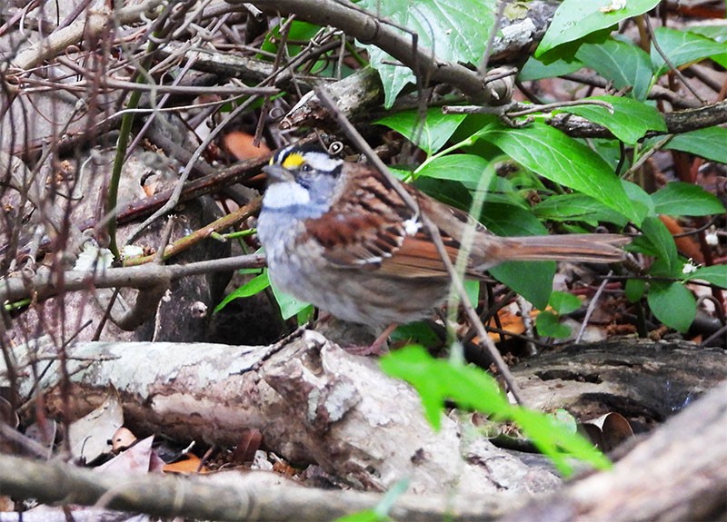 White-throated Sparrow - Karen Lebing