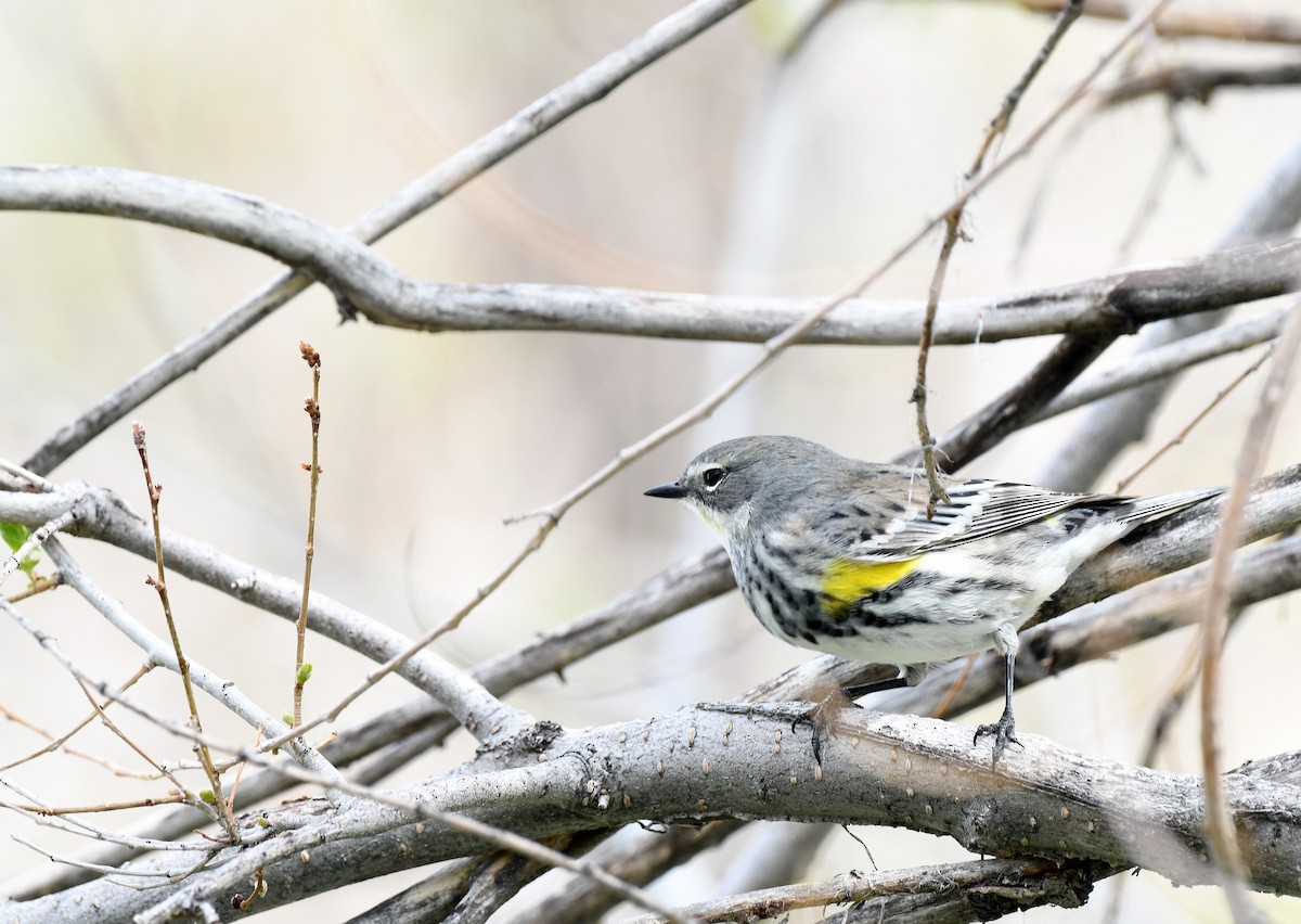 Yellow-rumped Warbler (Myrtle) - Charles Hundertmark