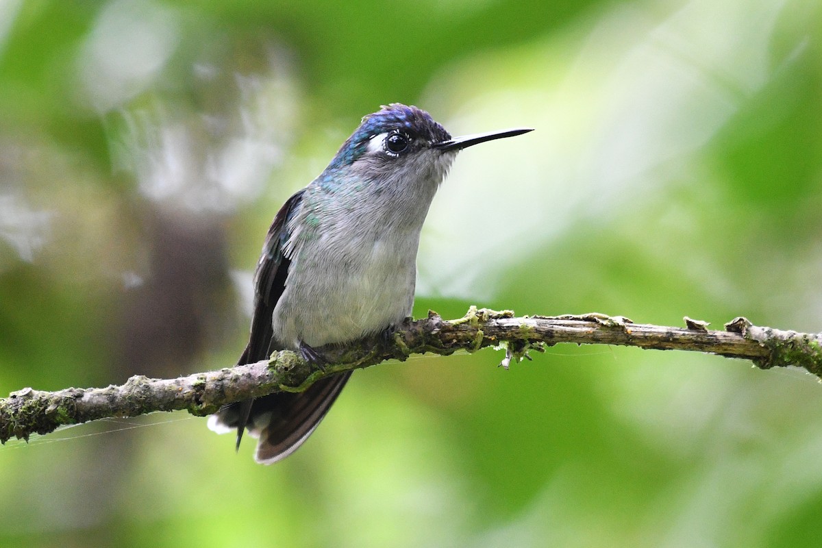 Violet-headed Hummingbird - Josanel Sugasti -photographyandbirdingtourspanama