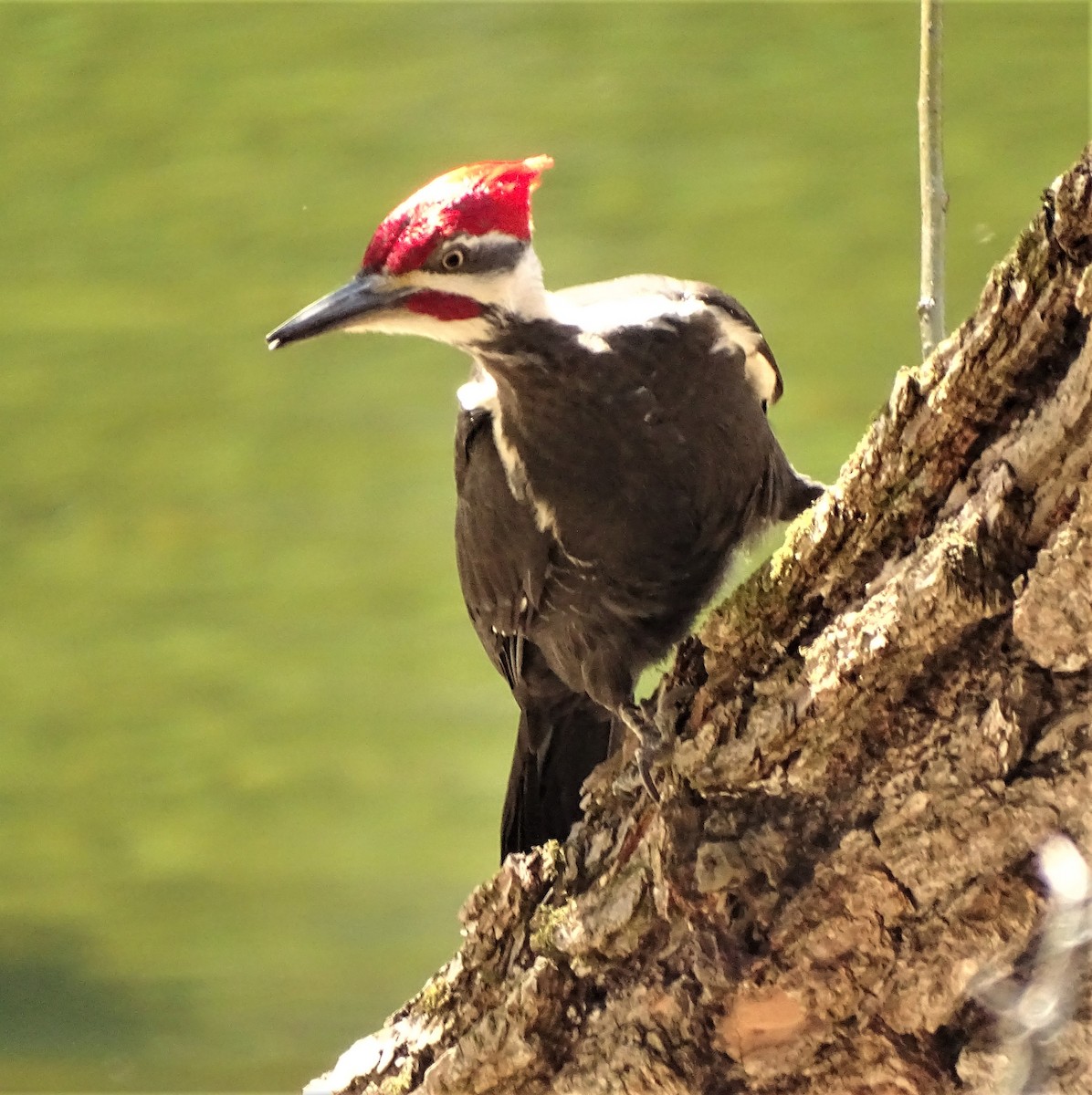 Pileated Woodpecker - ML231716821