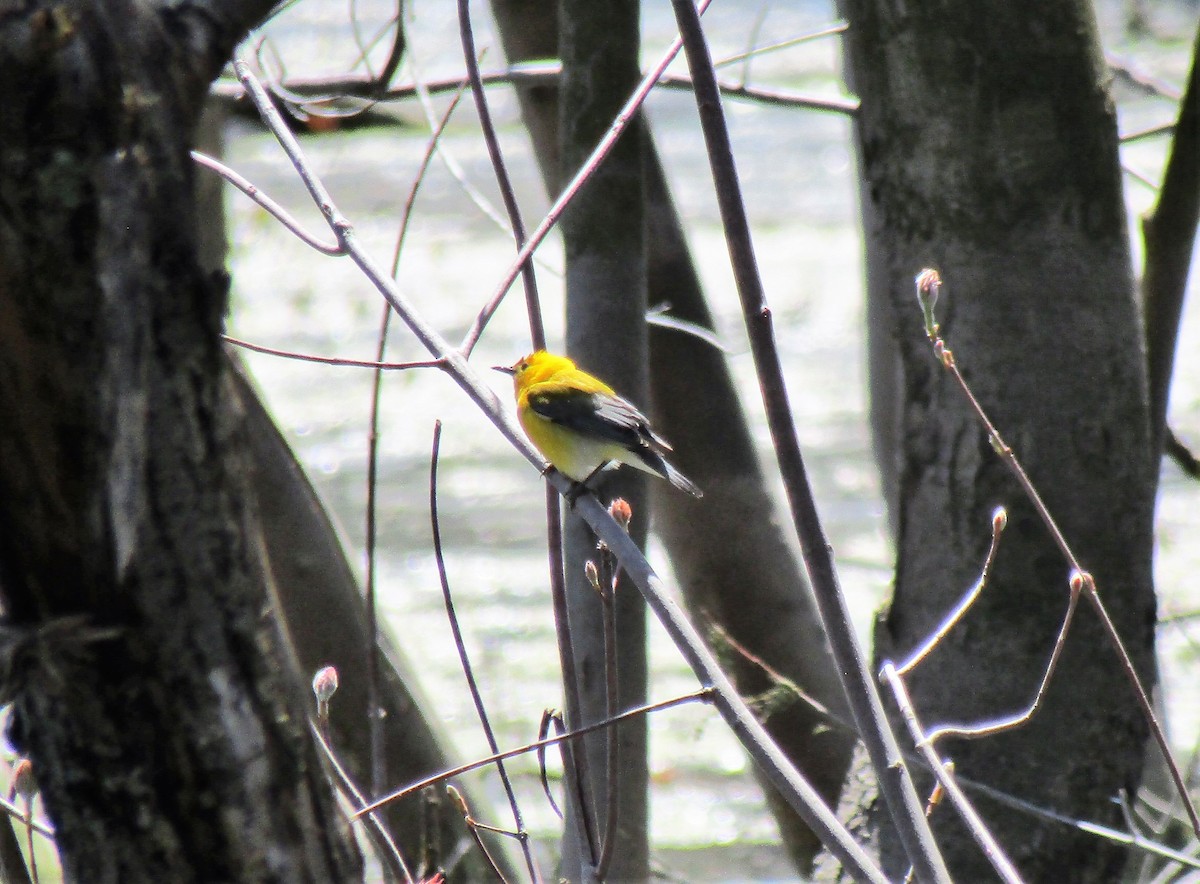 Prothonotary Warbler - ML231717671