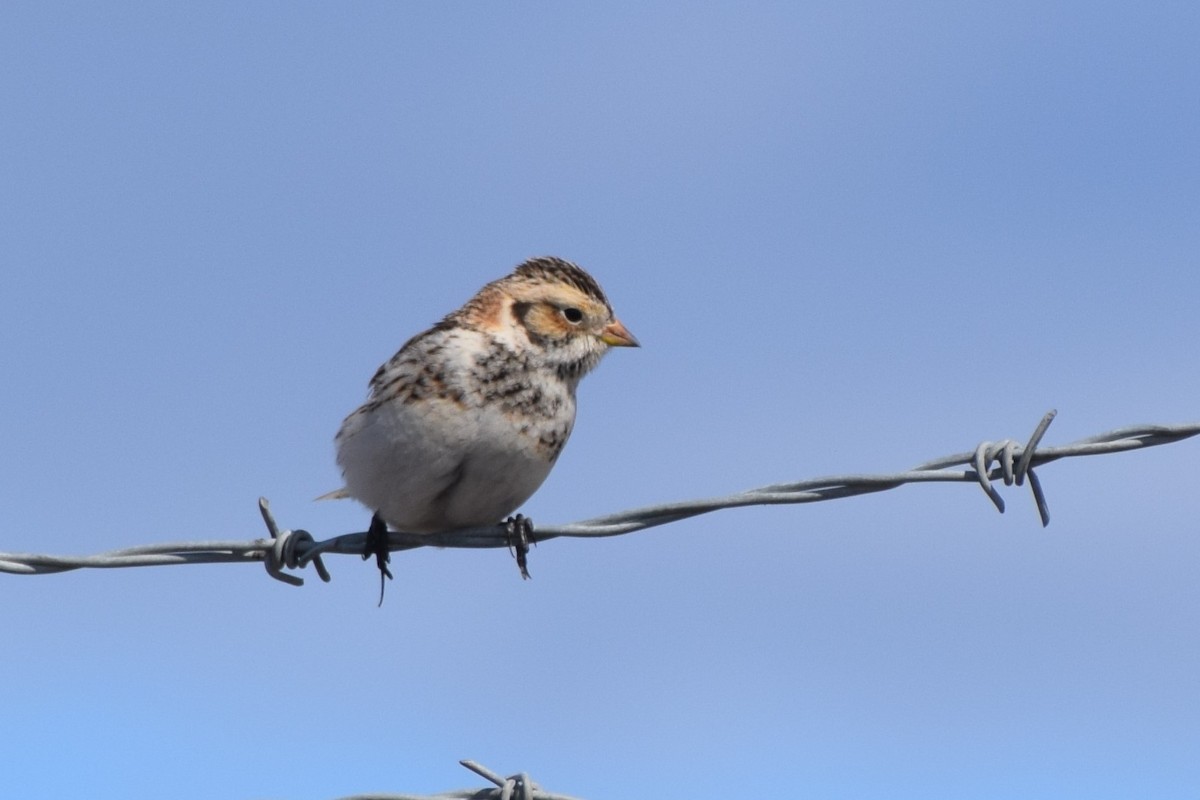Lapland Longspur - Syd Cannings