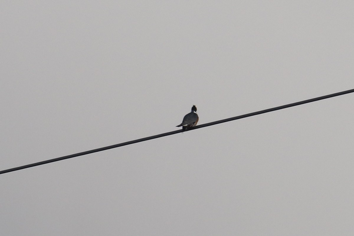 Belted Kingfisher - ML231723171
