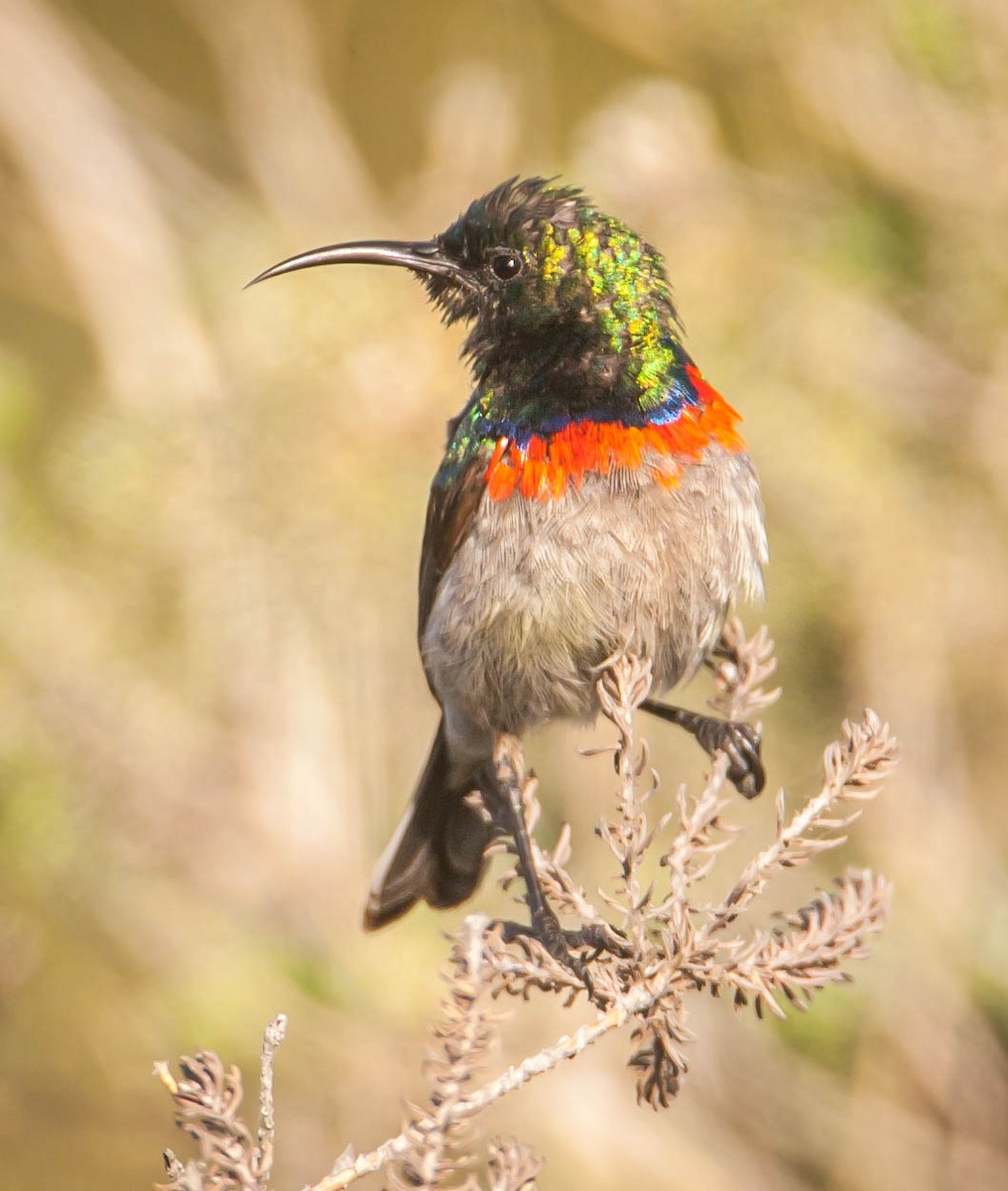 Southern Double-collared Sunbird - ML231723421