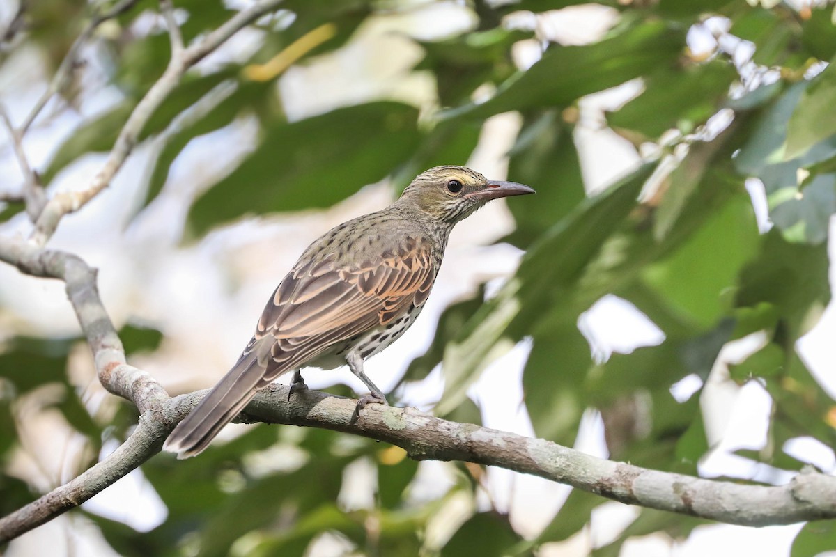Olive-backed Oriole - Ged Tranter
