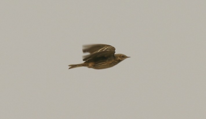 Red-throated Pipit - ML23172911