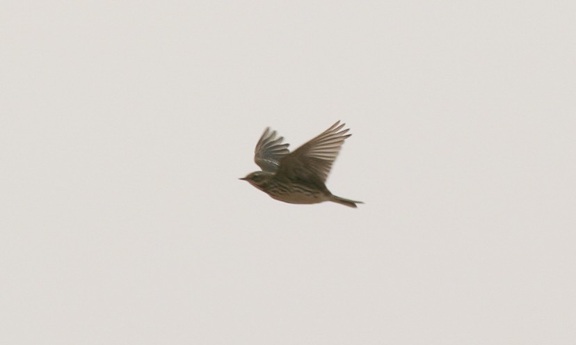 Red-throated Pipit - ML23172921