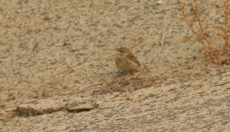 Red-throated Pipit - ML23172931
