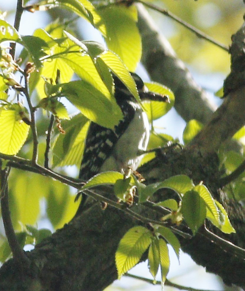 Hairy Woodpecker (Eastern) - ML231729431
