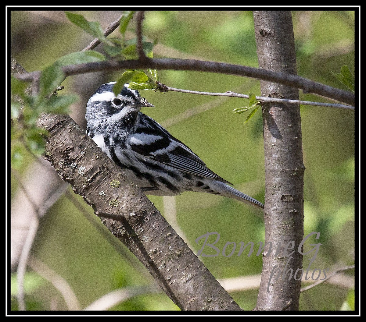 Black-and-white Warbler - ML231739591