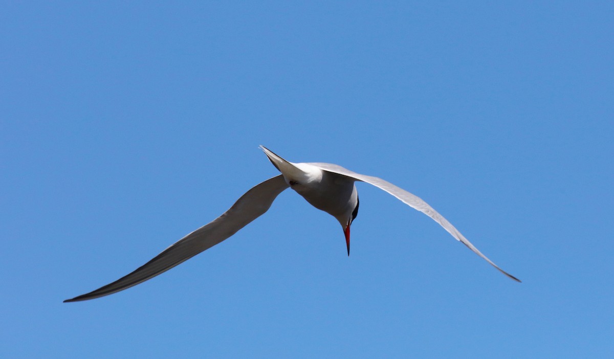 Common Tern - Scott Sneed