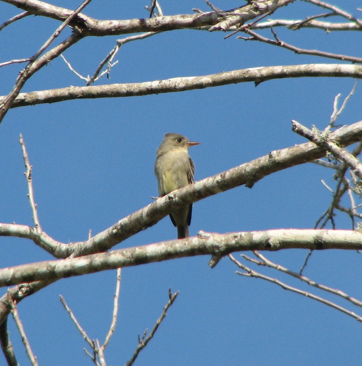 Greater Pewee - ML23174531
