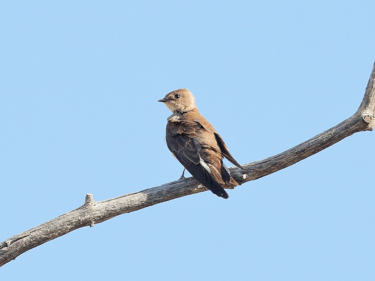 Northern Rough-winged Swallow - Bob Walker