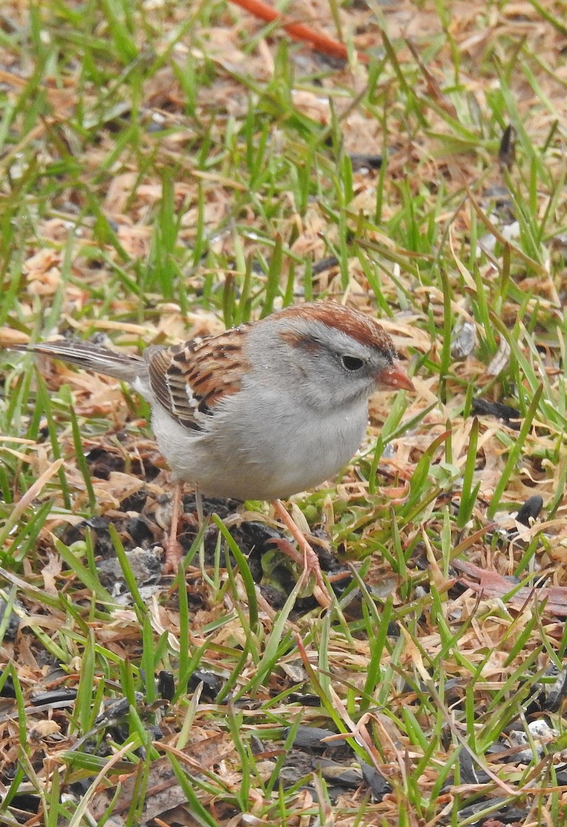 Chipping x Field Sparrow (hybrid) - Jules-Alex Banville
