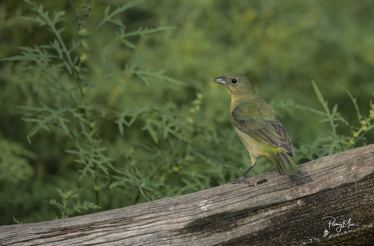 Painted Bunting - ML231766531