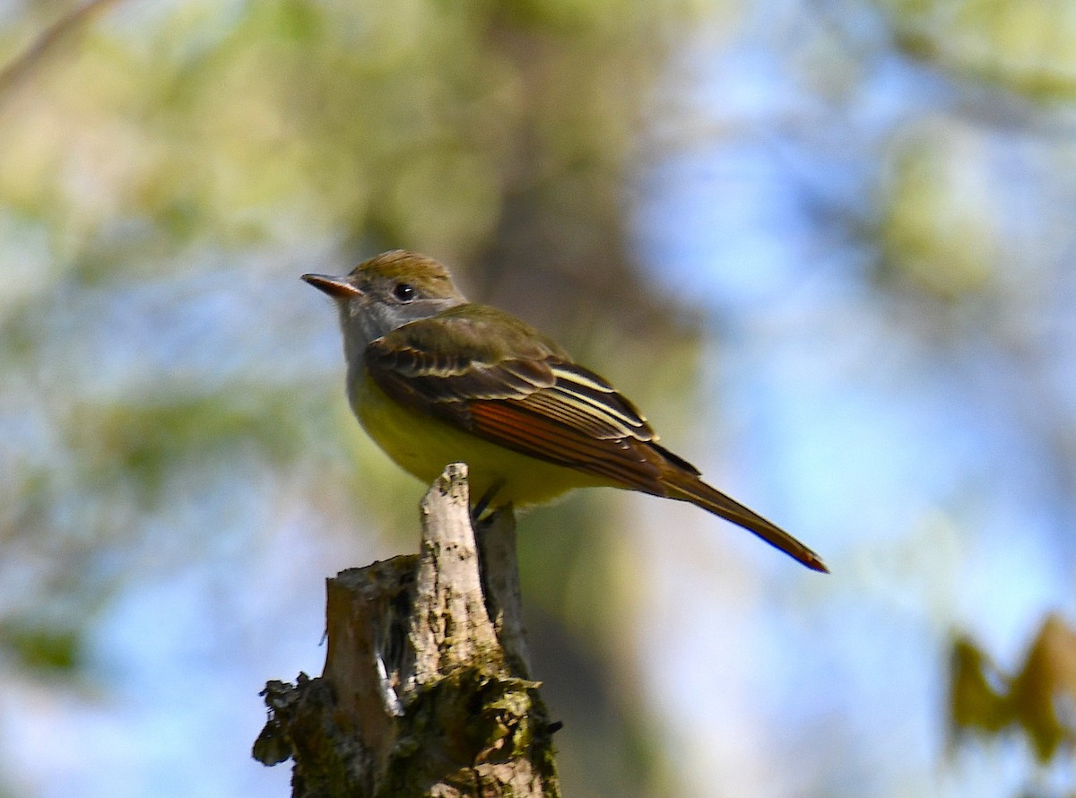 Great Crested Flycatcher - ML231768411