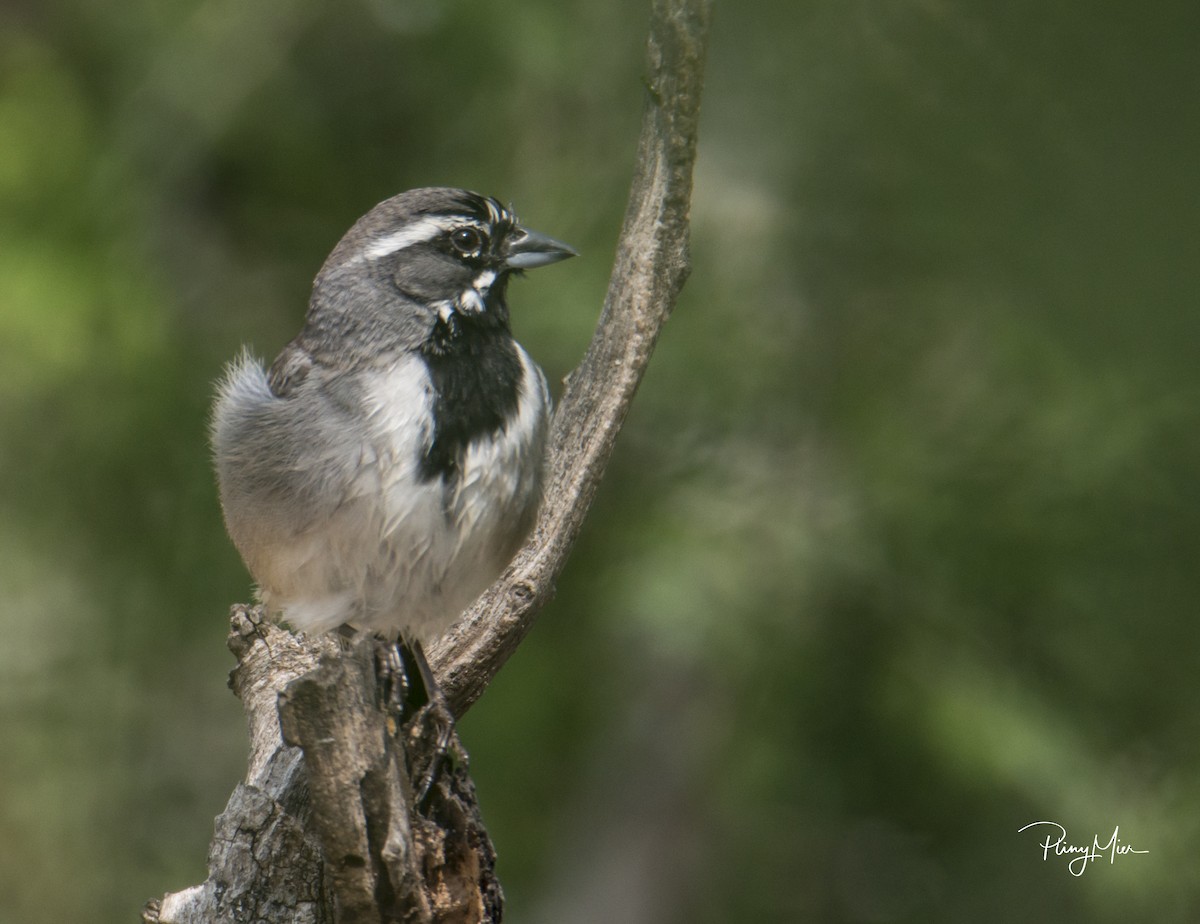 Black-throated Sparrow - ML231769441