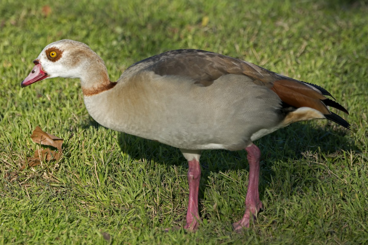 Egyptian Goose - ML23177141