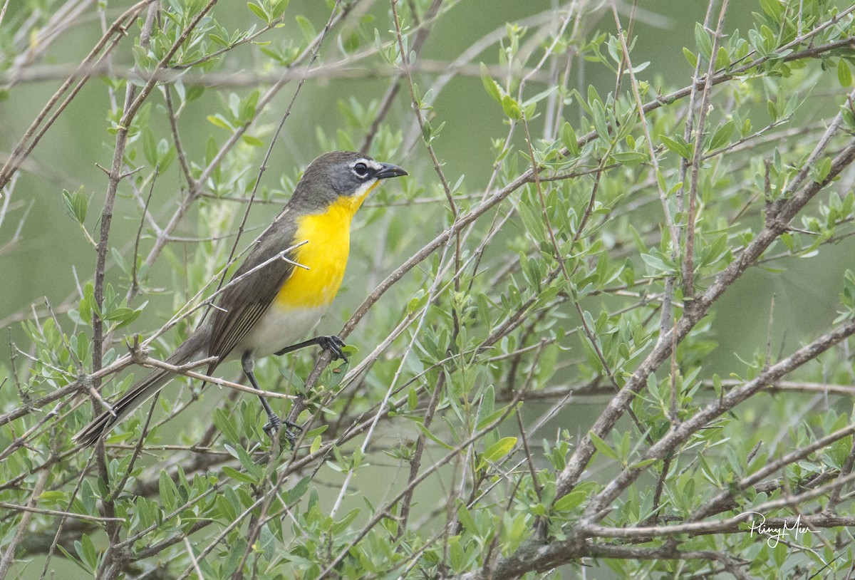 Yellow-breasted Chat - Pliny Mier