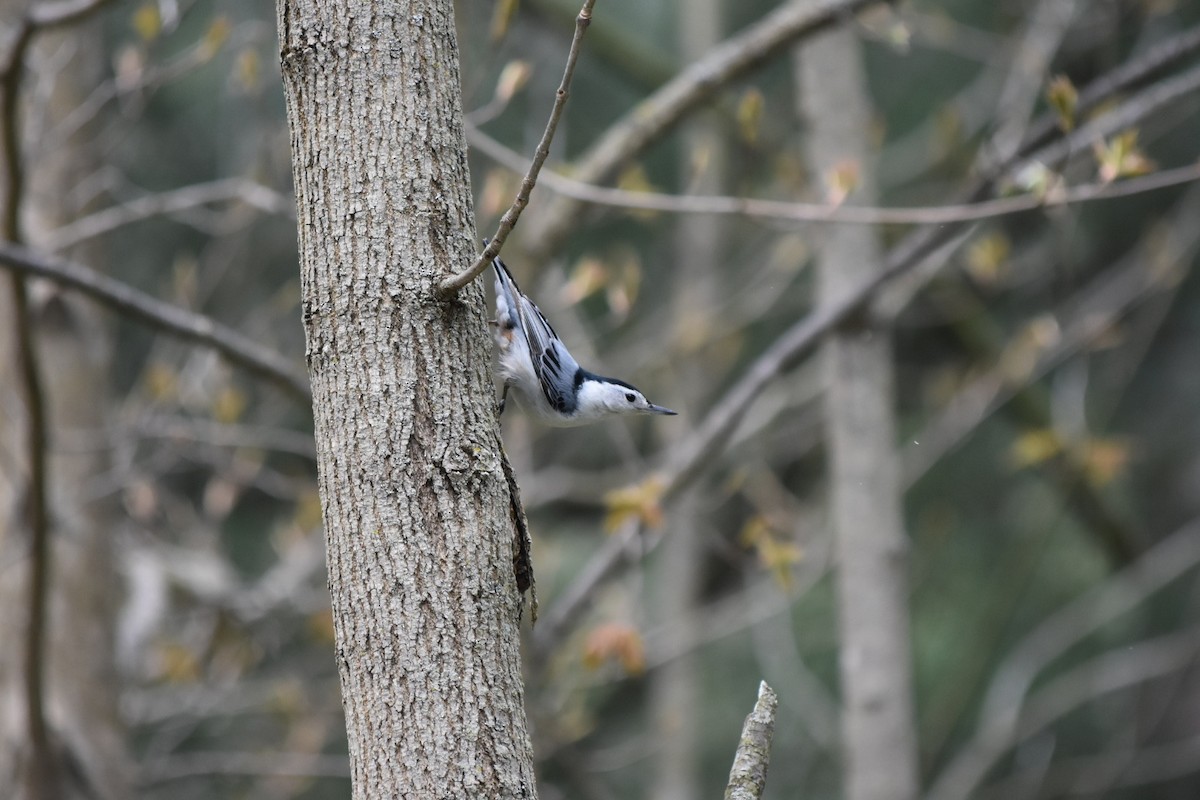 White-breasted Nuthatch - Sandra Brown