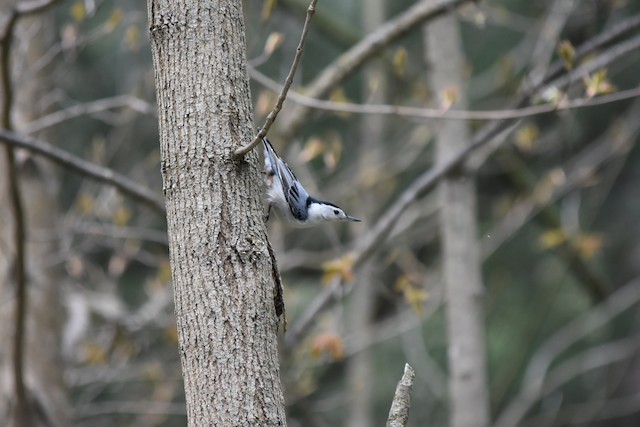White-breasted Nuthatch